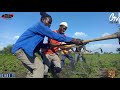 JEMBEKA NA KILIMO 