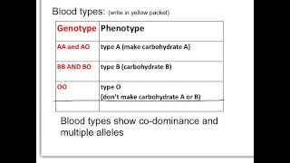 self paced multiple alleles explain everything