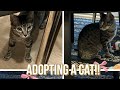 Getting my a cat!!!! ~ Vlog ~ ✨🌸🧸🎀🎊