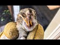 Rancher Finds Squirrel With Curly, Overgrown Teeth And Takes It Home To Save It's Life