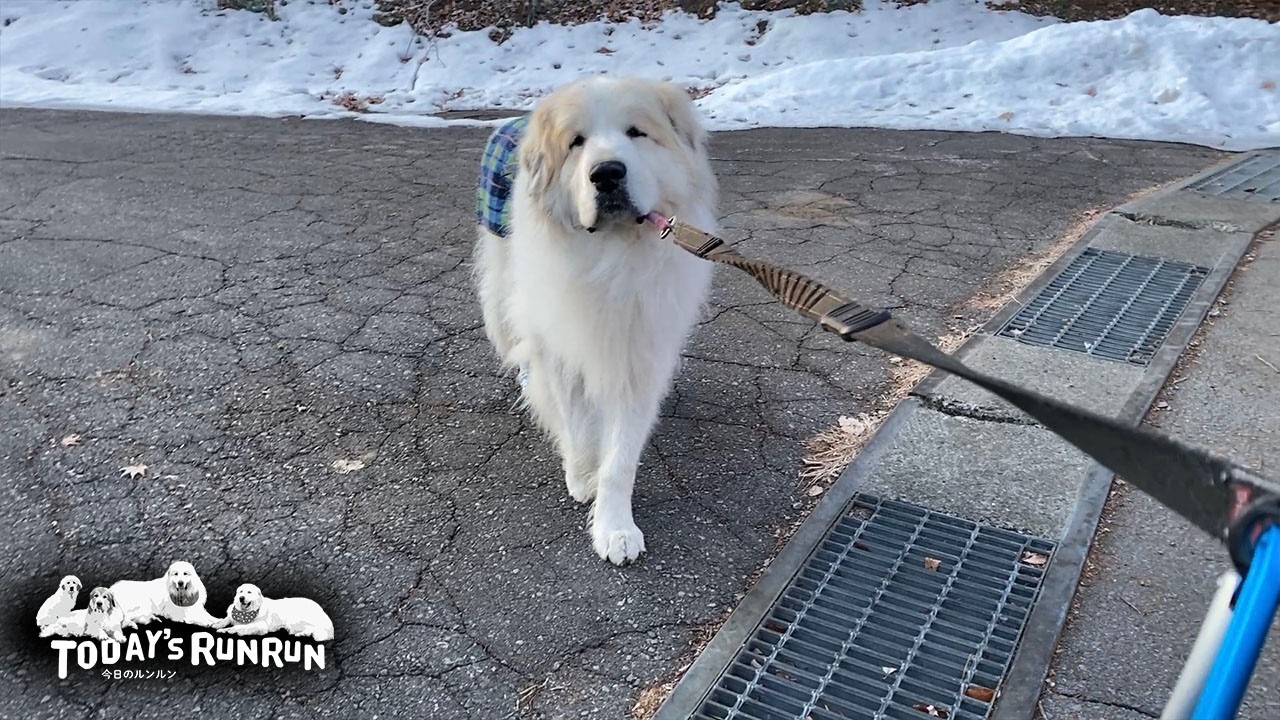 のんびり散歩だけど寄り道とルートにはこだわるアランです　Great Pyrenees　グレートピレニーズ