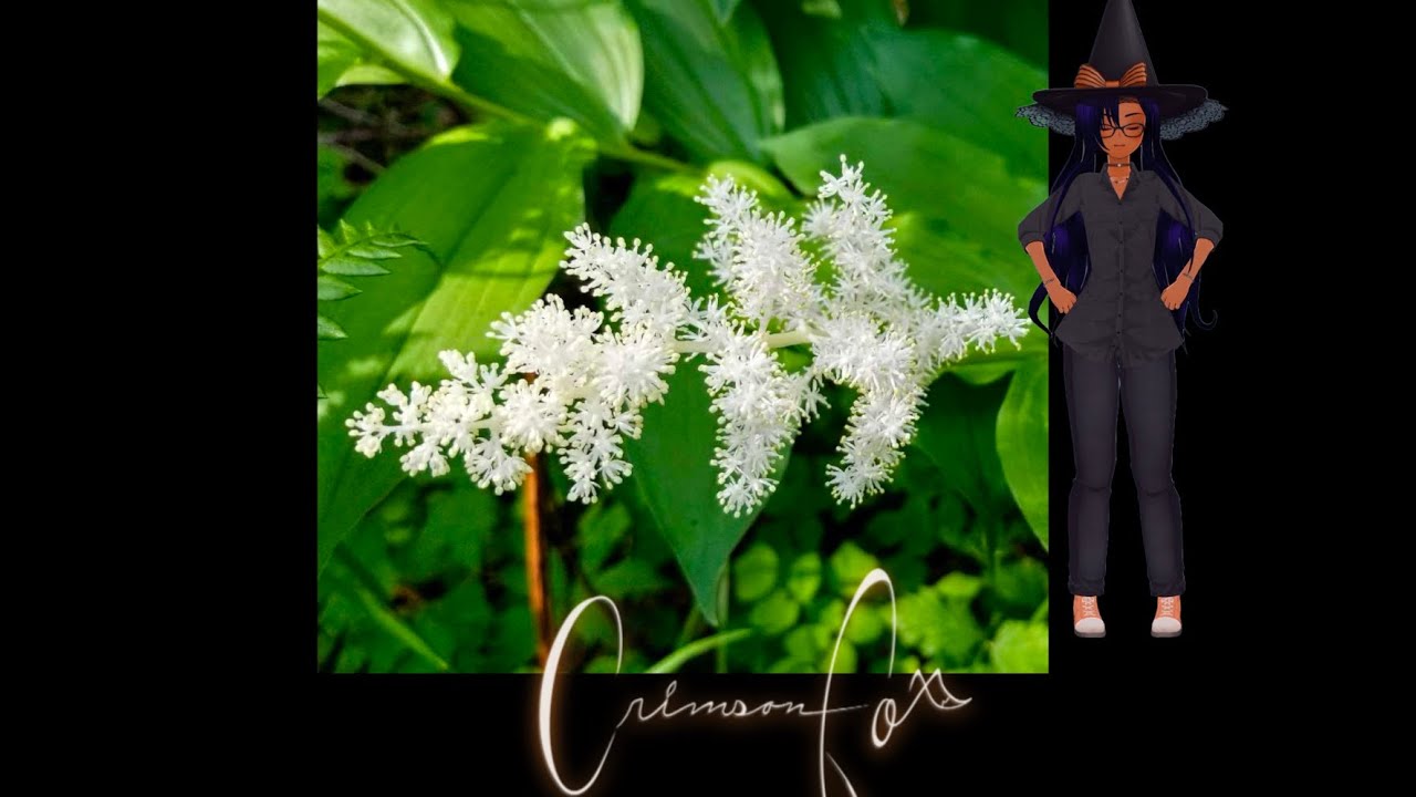 Plant of the Day 27 False Solomons  Seal!