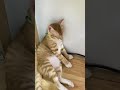 Just a quick nap | Ngủ tí thôi mà