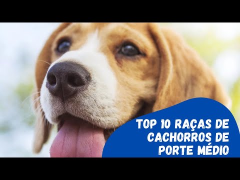 Vídeo: Lista de raças de cães de médio porte