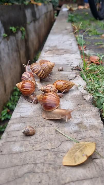 Siput balap 🐌💨 #fyp #shorts #youtubeshorts #siput #siputbalap