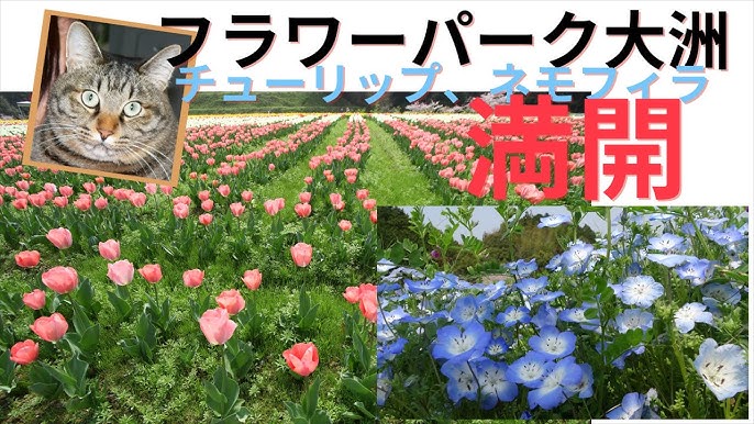 フラワーパーク大洲満開 チューリップ ネモフィラ 21 3 29 愛媛県大洲市 Youtube フラワーパーク大洲満開 チューリップ ネモフィラ 21 3 29 愛媛県大洲市 Youtube