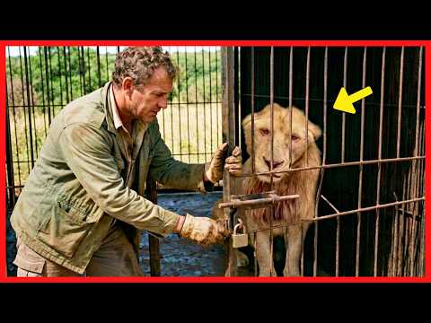 Leão Esteve Preso Durante Três Anos. Quando Foi Resgatado, Fez Algo que Ninguém Esperava.