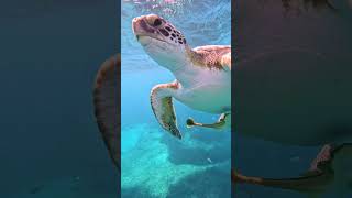 Under water 4k hdr video relaxing #water #fish #4k #dolbysurround #nature #4kuhd #travel