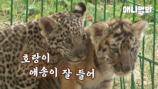Baby Tiger is Scared of a Jaguar LOL