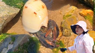 [ENG SUB] Xiao Zhang rushed to the sea  octopus harvested a large nest  lobster hid in shells  and