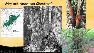 Why Not American Chestnut?