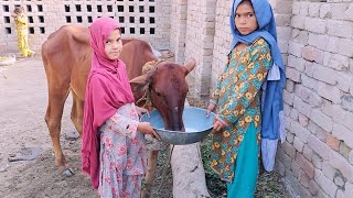 Two Big Families Cow is feeding milk in the kiln Zartaj Gul TV