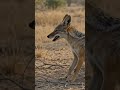 jackal