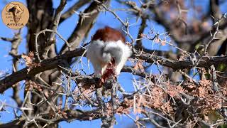 Pygmy Falcon in the Kalahari #kalahari #raptor by Our Life In Africa 81 views 2 years ago 1 minute, 20 seconds