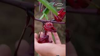 Famous Delicious and unique roselle candy Net Worth