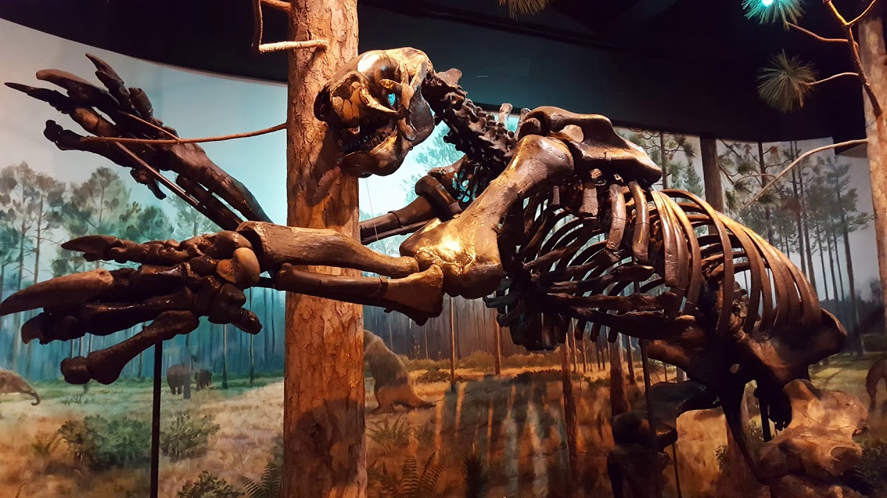 North Carolina Museum of Natural Sciences Virtual Field Trip YouTube