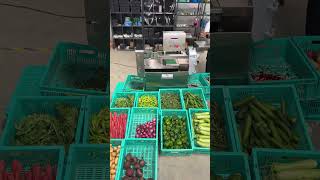 નવી technology થી બનેલી ભયંકર robotic machine – 1 કલાકમાં 800 kilo શાકભાજી cut 😱 #kitchen #short