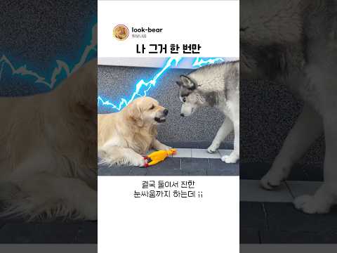 찹츄의 장난감을 탐낸 허스키의 최후 thumbnail