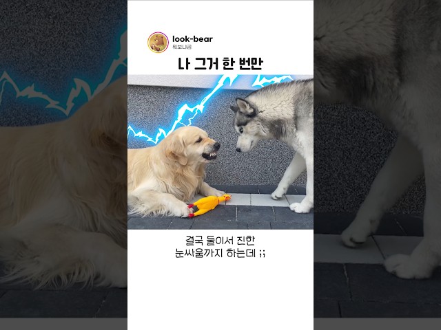 찹츄의 장난감을 탐낸 허스키의 최후