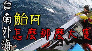 台南外海的鮐阿(石鱸)也太誇張的大隻了吧，我沒看過那摸大的阿~!! (阿皓去釣魚#31)台湾の釣り500mj AT  (船釣) #阿皓釣魚