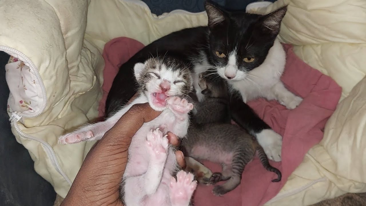 Mother cat wants her kitten back || Cutest baby kittens meowing #catvideo #animals #funnyanimals 