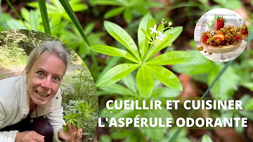 Quelles sont les vertus de l'aspérule odorante ?