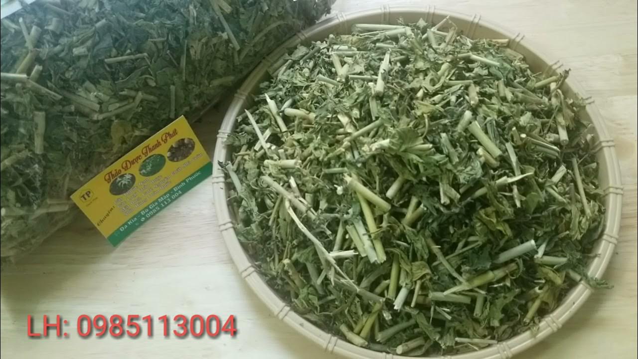 Công dụng của cây xương khỉ, cây bìm bịp (lh: 0985113004) - YouTube
