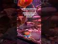 Hey Aqua Decoders!! Meet our giant Upside Down Catfish with blood parrot fishes