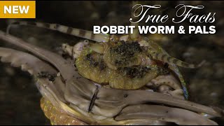 True Facts: Bobbit Worm and Polychaete Pals
