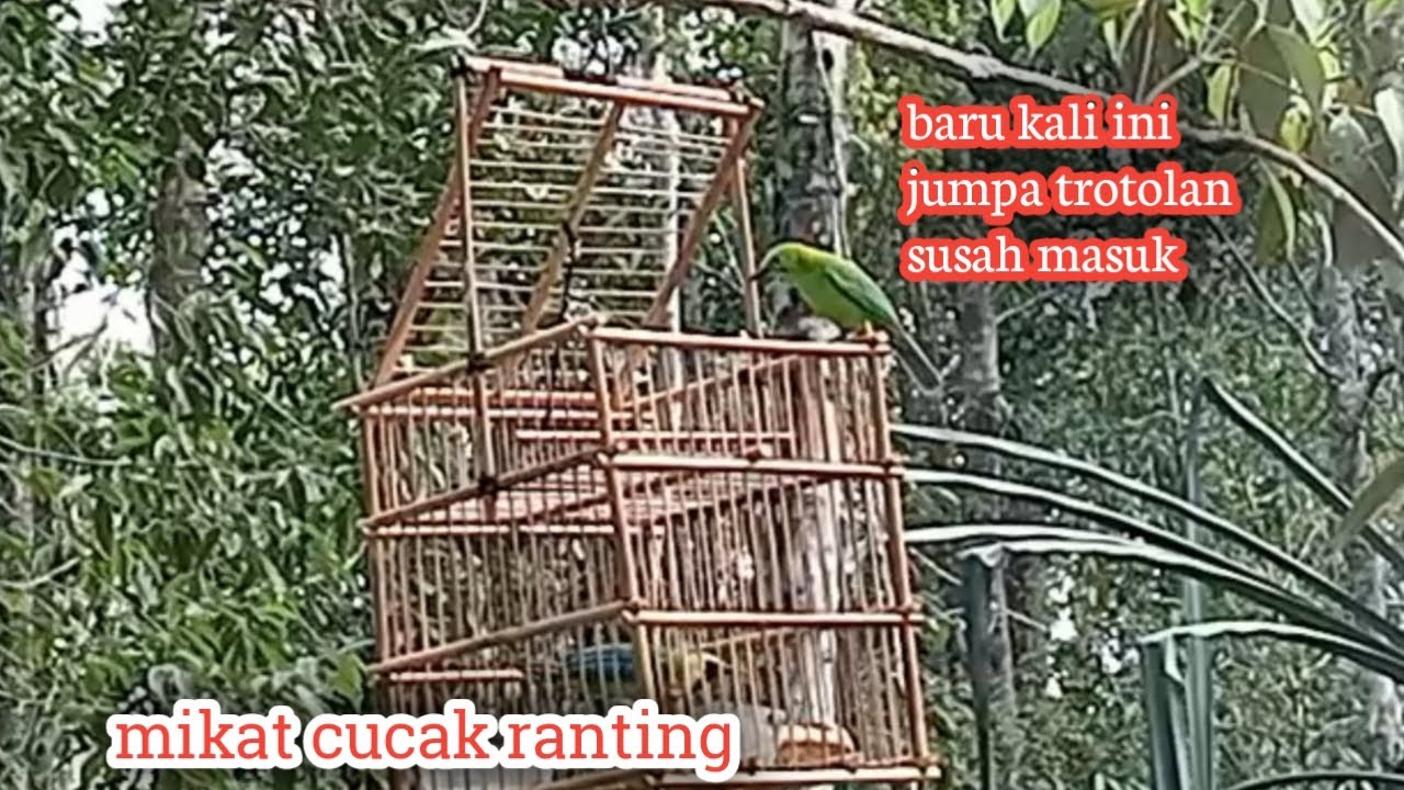 Mikat cucak ranting/jumpa trotolan yang susah masuk