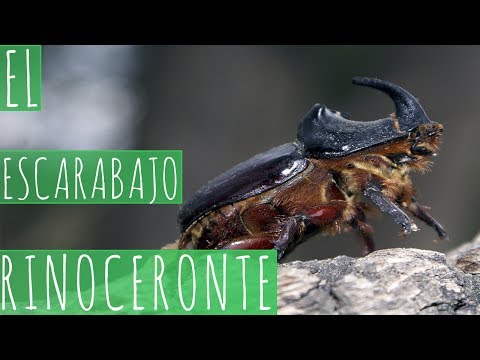 Video: Cómo identificar a los escarabajos soldados: para qué sirven los escarabajos soldados en los jardines