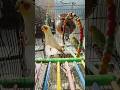 Budgies are happy 😊🕊️ #budgies #budgiescare #budgiesbreeder #shortsfeed #shorts
