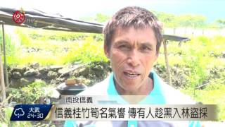 信義桂竹筍產季 傳外地人趁黑入林盜採 2017-05-13 TITV 原視新聞