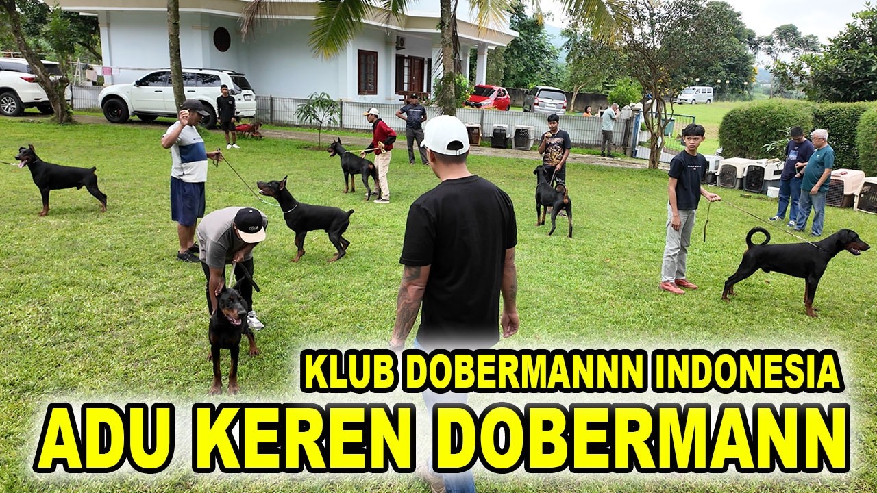 Pamer Anjing Dobermann - Klub Dobermann Indonesia