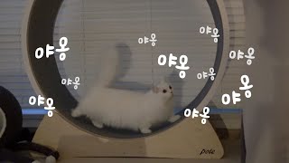 고양이 절대 키우지 마세요! 귀여워서 밤에 잠 못 잡니다 screenshot 5
