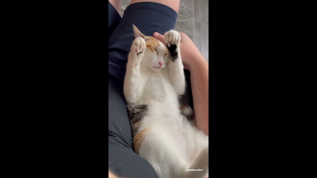 Did You Know These FACTS About CALICO Cats Shorts