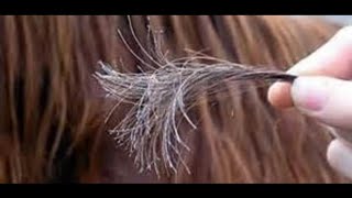 وصفة طبيعية لعلاج تقصف وتلف الشعر وتنعيمه في وقت قصير  (الفيديو بالعربية الفصحى نزولا عند طلبكم)