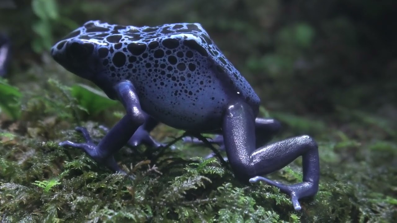 コバルトヤドクガエル (KawaZoo/静岡県) - YouTube