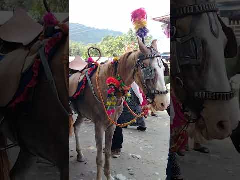 Horse in Mela #namrangbuk sanjal #entertainment