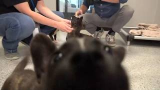 Clear the Shelters 2026 | Summit County Humane Society