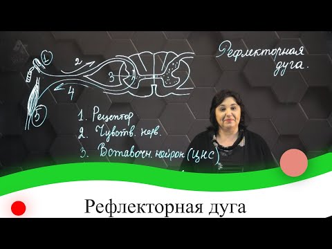 Рефлекторная дуга. 7 класс.