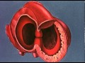 Heart embryology video