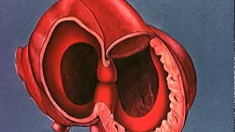 Heart embryology video