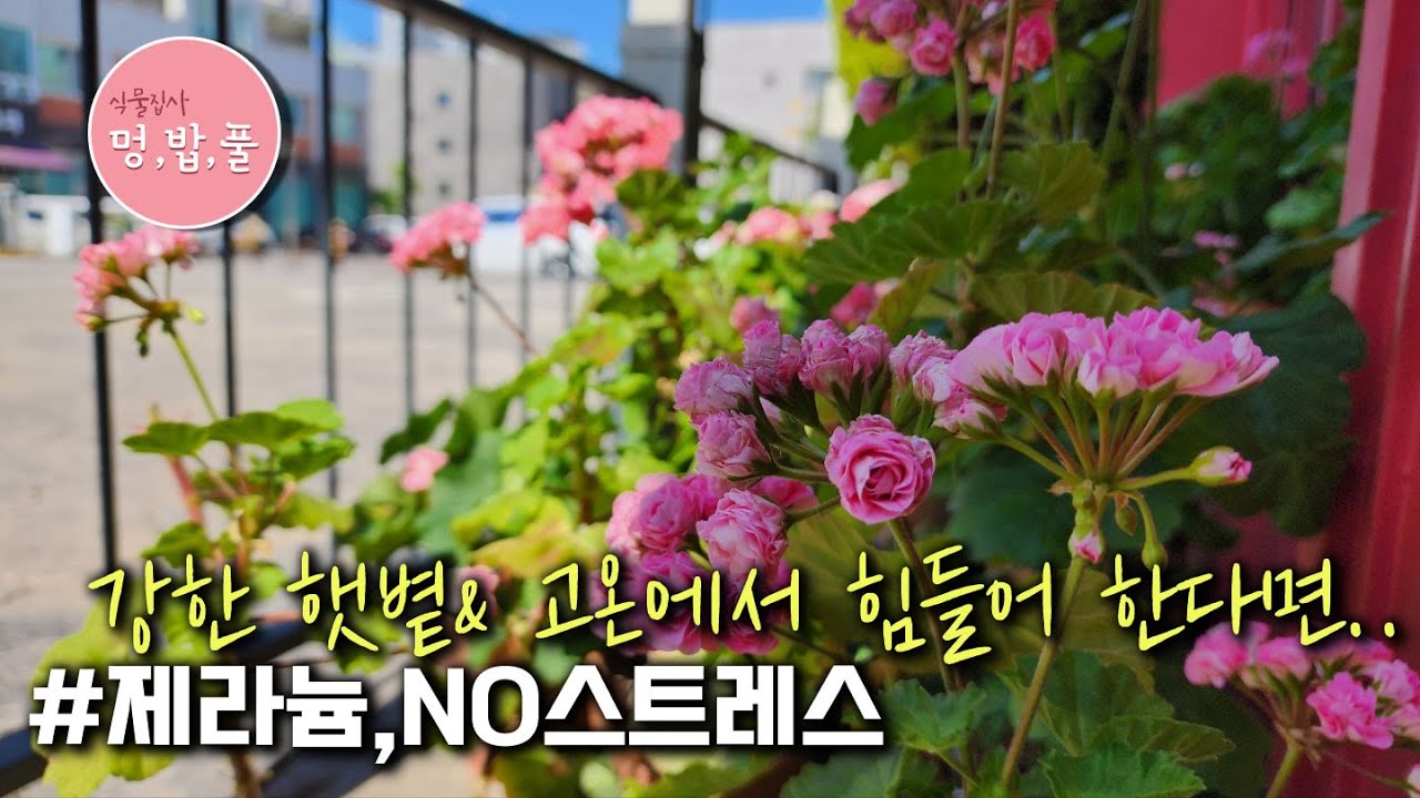 제라늄,강한 햇볕& 고온에서 제라늄 보호해 주는 #노스트레스