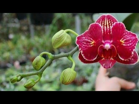 Diferenças entre doritaenopsis e phalaenopsis - thptnganamst.edu.vn