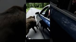 nThe Miracle of a Sedan Remaining Steady Under the Violent Impact of a Wild Boar