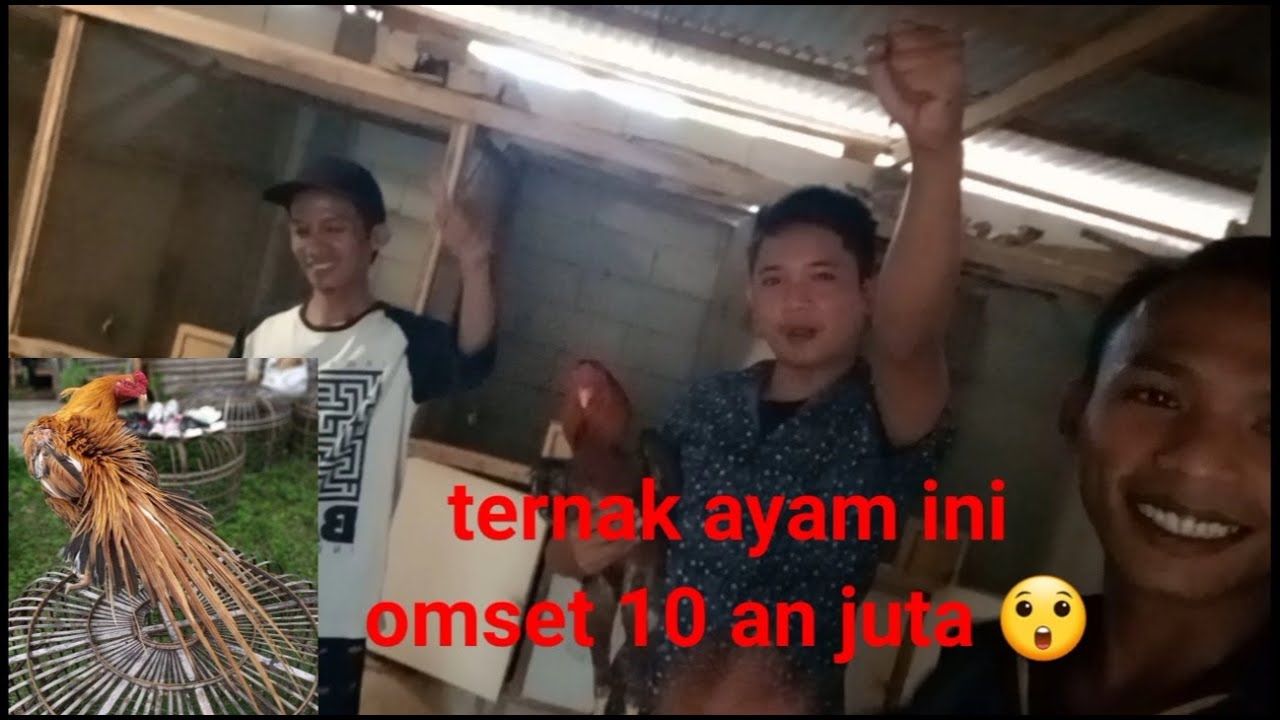 Ternak ayam ekor lidi omset puluhan juta. Belajar ciri ciri ayam kontes