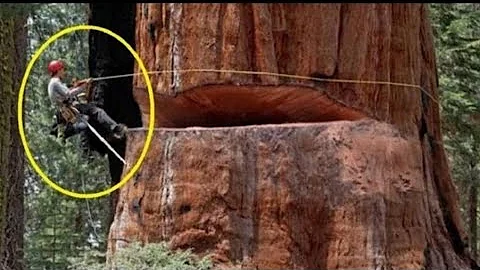 Fastest Big Chainsaw Cutting Tree Machines Skills, Incredible Homemade Wood Cutting Machines