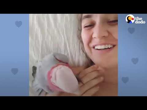 Galah Bird Wants To Be Just Like His Human Mom  The Dodo Soulmates