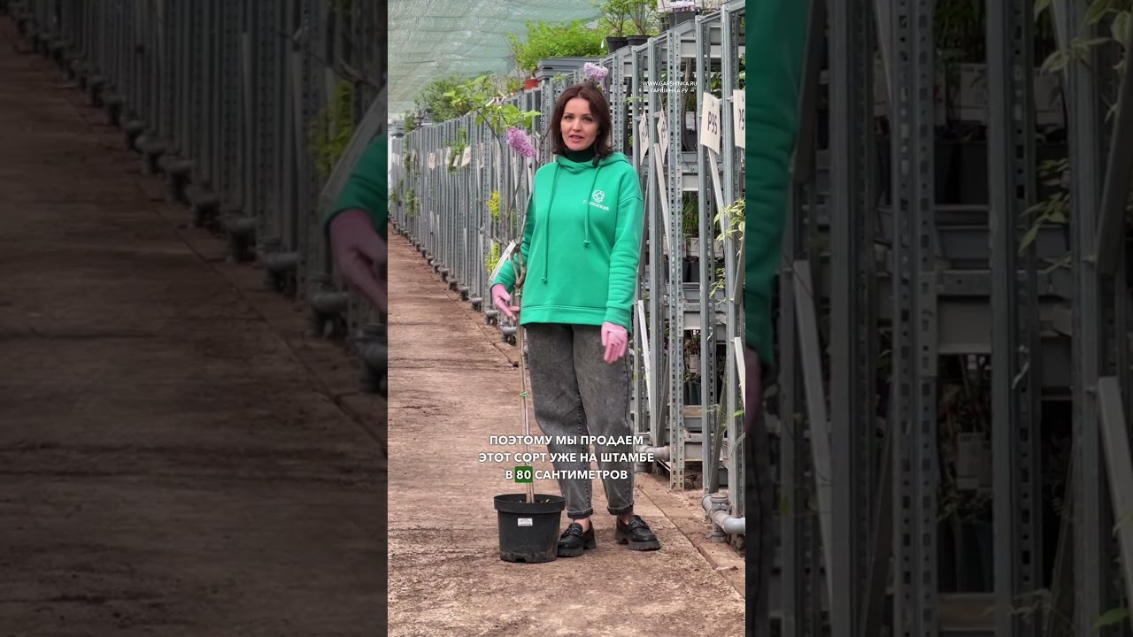 Если вы хотите посадить сирень в своем саду, то стоит выбирать только достойные и лучшие сорта🌸